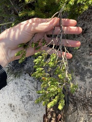 Melaleuca asterocarpa