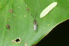 Eucharitinae