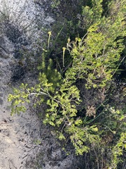 Melaleuca asterocarpa