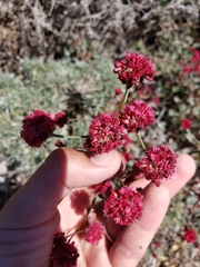 Eriogonum grande rubescens