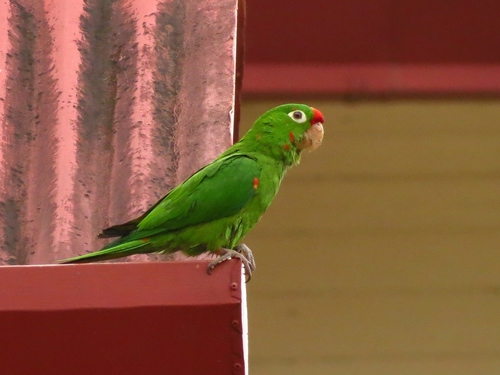 Psittacara finschi