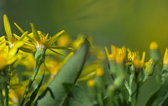 Senecio sarracenicus