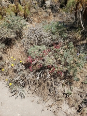 Eriogonum grande rubescens