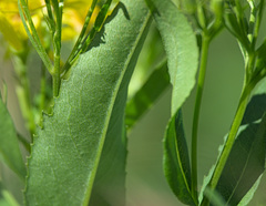 Senecio sarracenicus