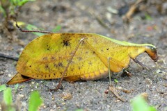 Leptoderes ornatipennis