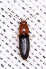 Anchastus bicolor