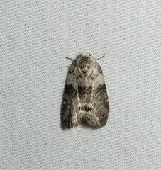 Polygrammate cadburyi