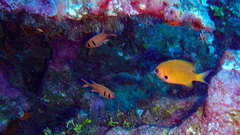 Pycnochromis