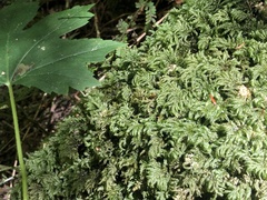 Thamnobryum alleghaniense