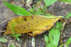 Leptoderes ornatipennis