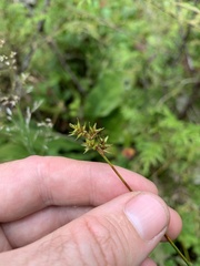 Carex echinata phyllomanica