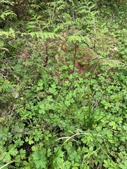 Carex echinata phyllomanica