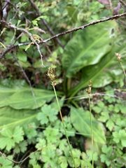 Carex echinata phyllomanica