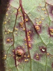 Miyagia pseudosphaeria