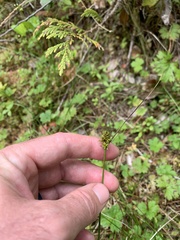 Carex echinata phyllomanica