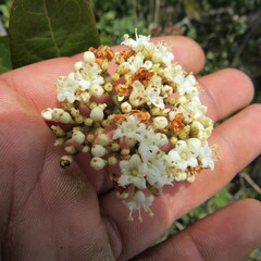 Viburnum tinoides