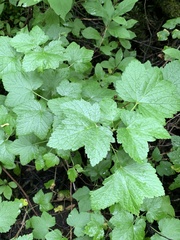 Ribes hudsonianum