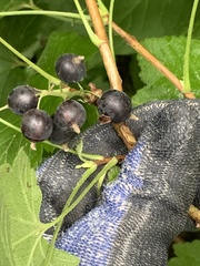 Ribes hudsonianum