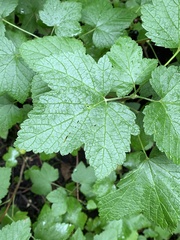 Ribes hudsonianum