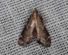 Hypsopygia intermedialis