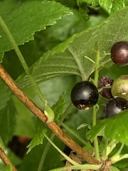 Ribes hudsonianum