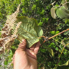 Smilax tomentosa