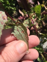 Miyagia pseudosphaeria