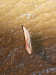 Otiocerus coquebertii