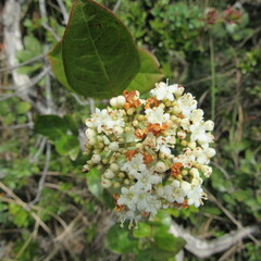 Viburnum tinoides