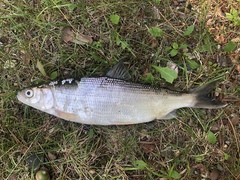 Coregonus artedi