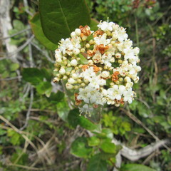 Viburnum tinoides