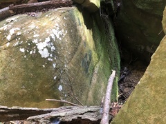 Micareopsis irriguata