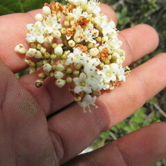 Viburnum tinoides