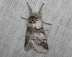 Furcula occidentalis