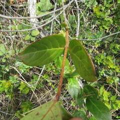 Viburnum tinoides