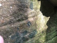 Micareopsis irriguata