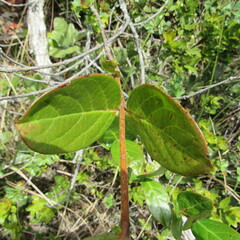 Viburnum tinoides