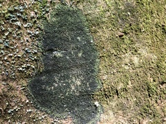 Micareopsis irriguata