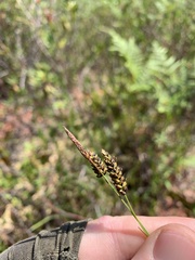 Carex stylosa