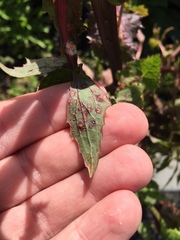 Miyagia pseudosphaeria