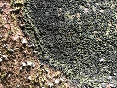 Micareopsis irriguata