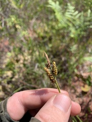 Carex stylosa