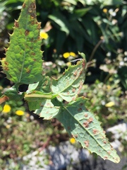 Miyagia pseudosphaeria