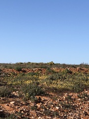 Lemphoria procumbens