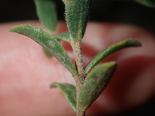 Image of Hypocalymma xanthopetalum by (c) Thomas Mesaglio, some rights reserved (CC BY)