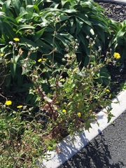 Miyagia pseudosphaeria