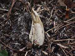 Mutinus cartilagineus