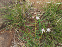 Asclepias stellifera