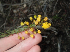 Acacia retrorsa