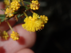 Acacia retrorsa